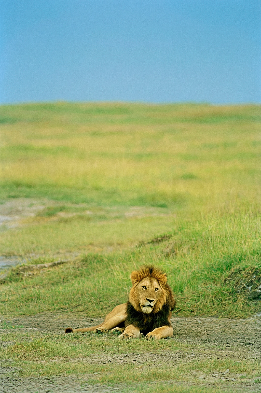 Animaux